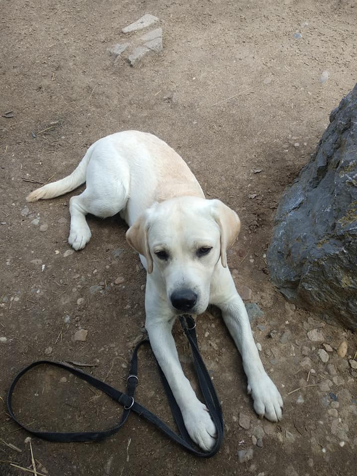 Fido.jpg Fido.jpg